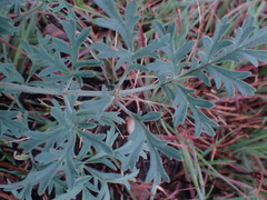 Pelargonium dolomiticum