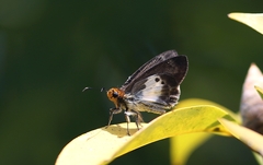 Gerosis phisara