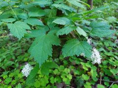 Actaea spicata