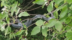 Coluber constrictor foxii