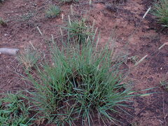 Setaria sphacelata torta