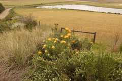 Leucospermum cuneiforme