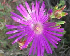 Lampranthus haworthii