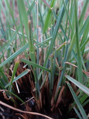 Setaria sphacelata torta