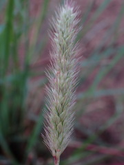 Setaria sphacelata torta