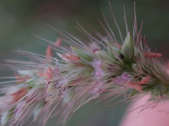 Setaria sphacelata torta