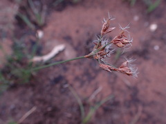 Bulbostylis burchellii