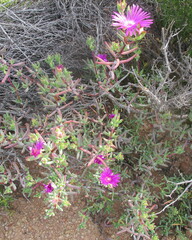 Lampranthus haworthii
