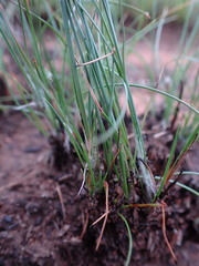 Bulbostylis burchellii