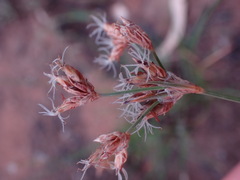 Bulbostylis burchellii