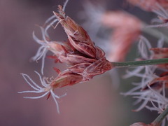 Bulbostylis burchellii