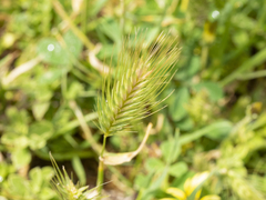 Hordeum