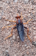 Proagonistes