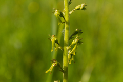 Neottia ovata