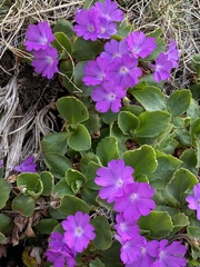 Primula hirsuta