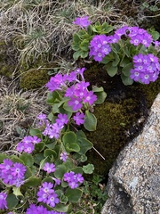 Primula hirsuta