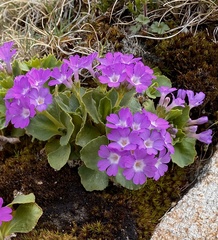 Primula hirsuta
