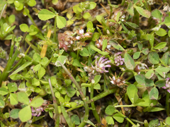Trifolium tomentosum