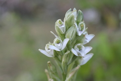 Chloraea membranacea