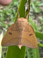 Adeloneivaia