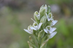 Chloraea membranacea