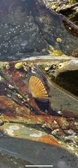 Cellana tramoserica
