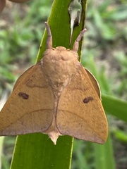 Adeloneivaia