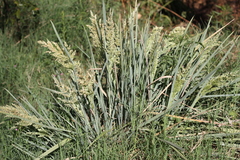 Poa iridifolia