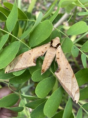 Protambulyx strigilis