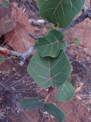 Ficus abutilifolia