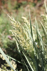 Poa iridifolia