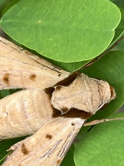 Protambulyx strigilis