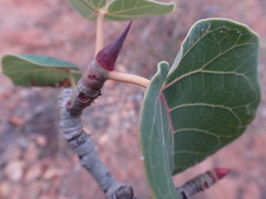 Ficus abutilifolia