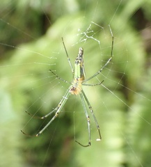 Leucauge decorata
