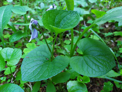 Viola epipsila