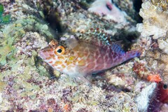 Cirrhitichthys oxycephalus