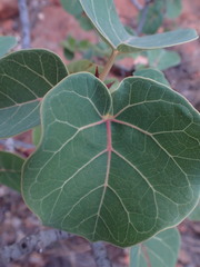 Ficus abutilifolia
