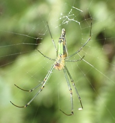 Leucauge decorata