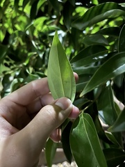 Cinnamomum