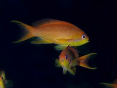 Pseudanthias squamipinnis