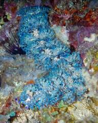 Pteraeolidia semperi