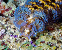 Pteraeolidia semperi