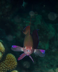 Pseudanthias squamipinnis