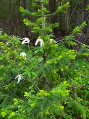 Clematis alpina sibirica