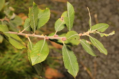 Salix atrocinerea