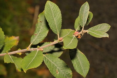 Salix atrocinerea