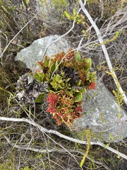 Protea witches broom phytoplasma