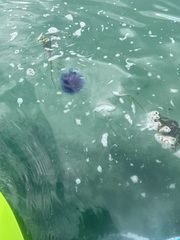 Cyanea lamarckii
