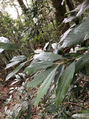 Lithocarpus amygdalifolius