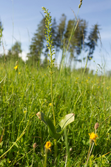 Neottia ovata